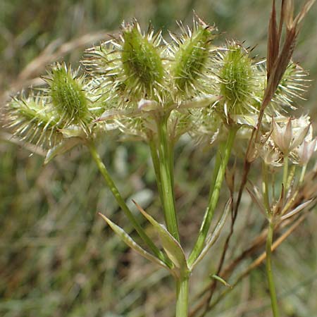 Orlaya grandiflora \ Grobltiger Breitsame / Large-Flowered Orlaya, A Hainburg 8.7.2023