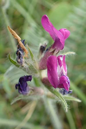 Oxytropis halleri \ Hallers Spitzkiel, A Pusterwald, Eiskar 1.7.2019