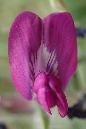 Oxytropis halleri \ Hallers Spitzkiel, A Pusterwald, Eiskar 1.7.2019