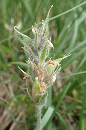 Oxytropis halleri \ Hallers Spitzkiel, A Pusterwald, Eiskar 1.7.2019