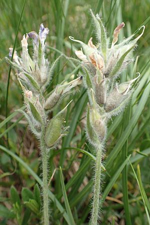 Oxytropis halleri \ Hallers Spitzkiel, A Pusterwald, Eiskar 1.7.2019