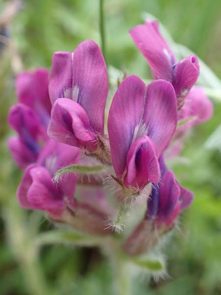 Oxytropis halleri \ Hallers Spitzkiel, A Pusterwald, Eiskar 1.7.2019