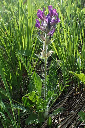 Oxytropis halleri \ Hallers Spitzkiel, A Pusterwald, Eiskar 29.6.2021