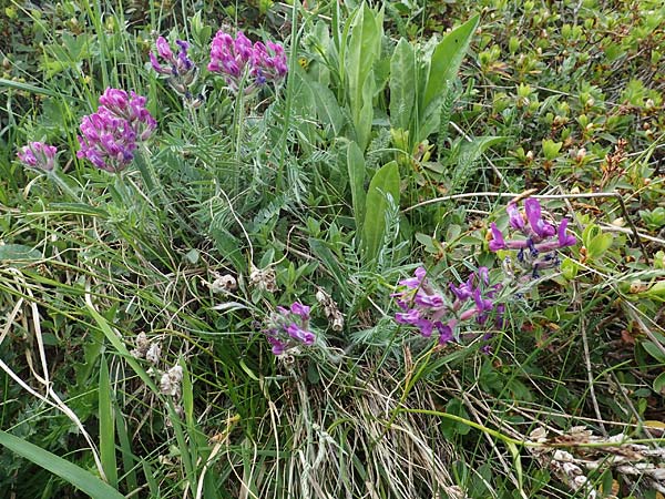 Oxytropis halleri \ Hallers Spitzkiel, A Pusterwald, Eiskar 29.6.2021