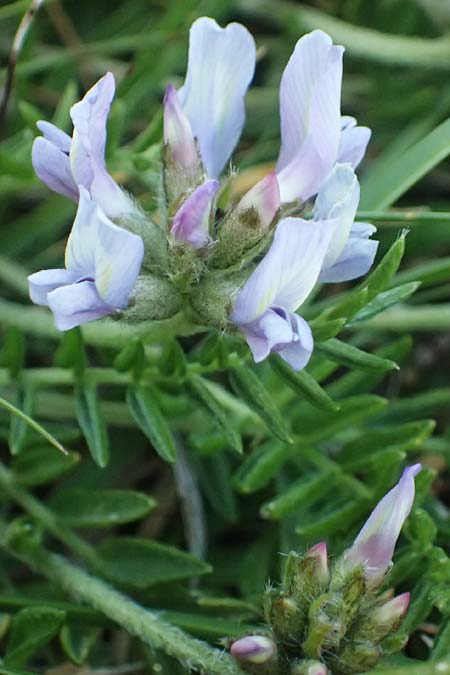 Oxytropis jacquinii \ Berg-Spitzkiel, Berg-Fahnenwicke / Jacquin's Milk-Vetch, A Großglockner 11.8.2025
