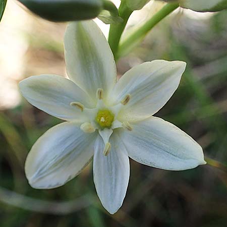 Ornithogalum pannonicum \ Pannonischer Milchstern, Schopf-Milchstern / Pannonian Star of Bethlehem, A Hainburg 14.5.2022