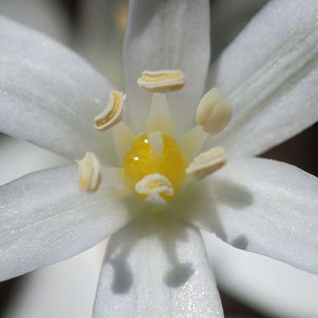 Ornithogalum pannonicum \ Pannonischer Milchstern, Schopf-Milchstern / Pannonian Star of Bethlehem, A Hainburg 14.5.2022