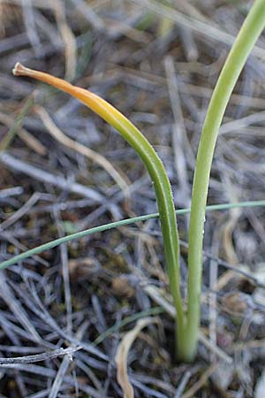 Ornithogalum pannonicum \ Pannonischer Milchstern, Schopf-Milchstern / Pannonian Star of Bethlehem, A Hainburg 14.5.2022