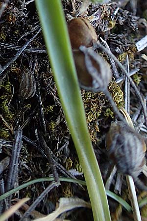 Ornithogalum pannonicum \ Pannonischer Milchstern, Schopf-Milchstern / Pannonian Star of Bethlehem, A Hainburg 14.5.2022