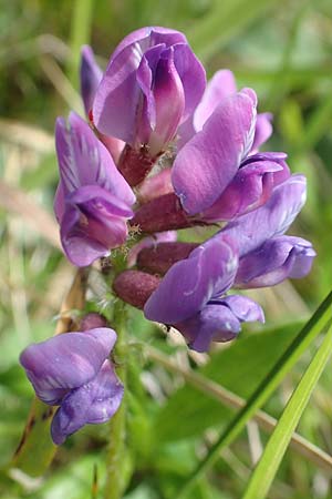Oxytropis lapponica \ Lapplnder Spitzkiel, Lapplnder Fahnenwicke, A Rax 28.6.2020