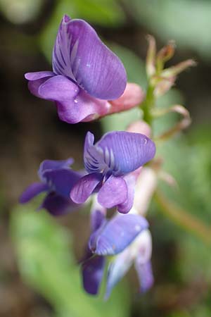 Oxytropis lapponica \ Lapplnder Spitzkiel, Lapplnder Fahnenwicke, A Dachstein Südwand 7.7.2020