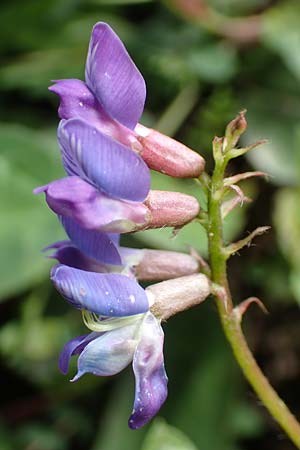 Oxytropis lapponica \ Lapplnder Spitzkiel, Lapplnder Fahnenwicke, A Dachstein Südwand 7.7.2020