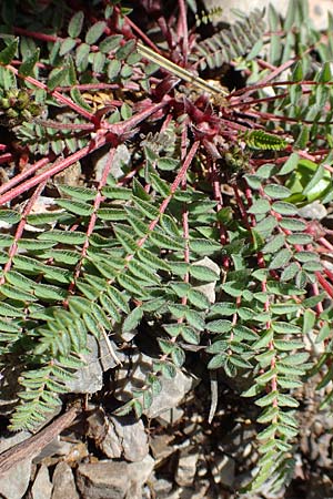 Oxytropis lapponica \ Lapplnder Spitzkiel, Lapplnder Fahnenwicke, A Dachstein Südwand 7.7.2020