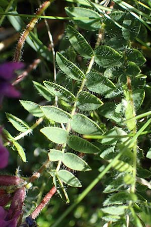 Oxytropis lapponica \ Lapplnder Spitzkiel, Lapplnder Fahnenwicke, A Eisenerzer Reichenstein 28.7.2021