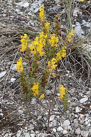 Odontites luteus \ Gelber Zahntrost / Yellow Bartsia, A Hainburg 25.9.2022