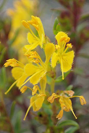 Odontites luteus \ Gelber Zahntrost / Yellow Bartsia, A Hainburg 25.9.2022