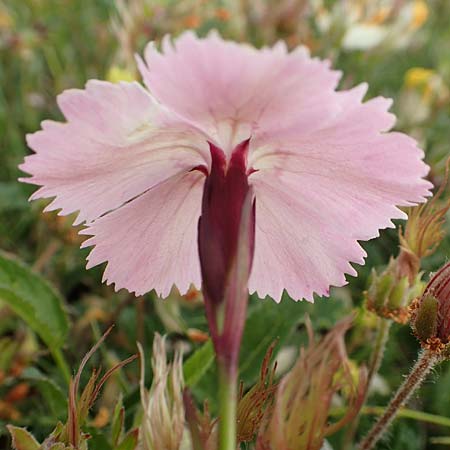 Dianthus alpinus \ Ostalpen-Nelke / Alpine Pink, A Trenchtling 3.7.2019