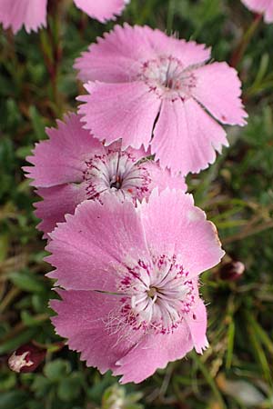 Dianthus alpinus \ Ostalpen-Nelke / Alpine Pink, A Trenchtling 3.7.2019