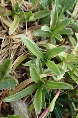Dianthus alpinus \ Ostalpen-Nelke / Alpine Pink, A Trenchtling 3.7.2019