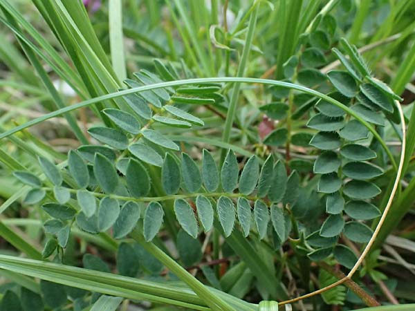 Oxytropis neglecta \ Insubrischer Spitzkiel, Pyrenen-Spitzkiel, A Admont 5.7.2024