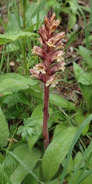 Orobanche pancicii \ Pancic-Sommerwurz / Pancic Broomrape, A Pusterwald, Eiskar 1.7.2019