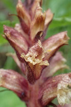 Orobanche pancicii \ Pancic-Sommerwurz / Pancic Broomrape, A Pusterwald, Eiskar 1.7.2019