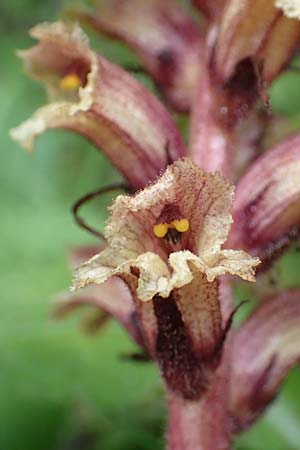 Orobanche pancicii \ Pancic-Sommerwurz / Pancic Broomrape, A Pusterwald, Eiskar 1.7.2019