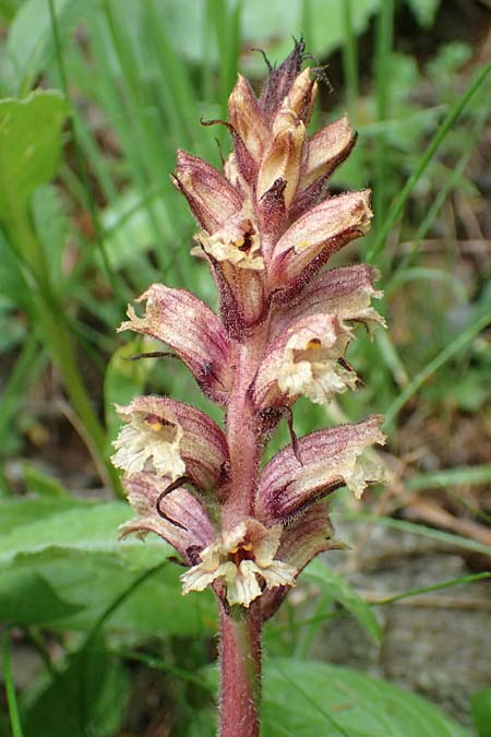 Orobanche pancicii \ Pancic-Sommerwurz / Pancic Broomrape, A Pusterwald, Eiskar 1.7.2019