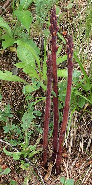 Orobanche pancicii \ Pancic-Sommerwurz / Pancic Broomrape, A Pusterwald, Eiskar 1.7.2019
