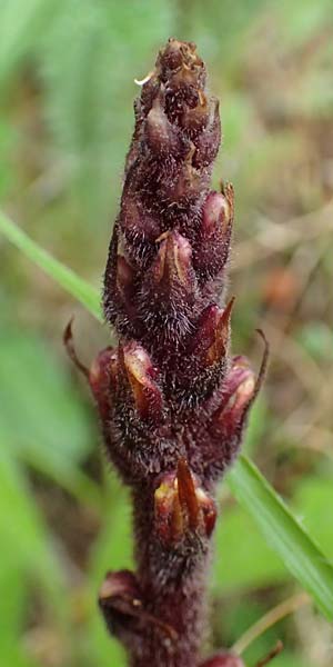 Orobanche pancicii \ Pancic-Sommerwurz / Pancic Broomrape, A Pusterwald, Eiskar 1.7.2019