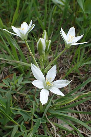 Ornithogalum pannonicum \ Pannonischer Milchstern, Schopf-Milchstern / Pannonian Star of Bethlehem, A Perchtoldsdorf 7.5.2022