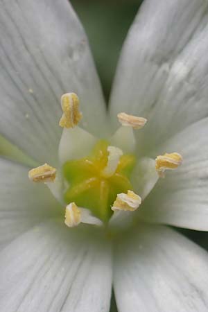Ornithogalum pannonicum \ Pannonischer Milchstern, Schopf-Milchstern / Pannonian Star of Bethlehem, A Perchtoldsdorf 7.5.2022