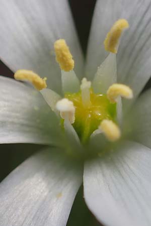 Ornithogalum pannonicum \ Pannonischer Milchstern, Schopf-Milchstern / Pannonian Star of Bethlehem, A Perchtoldsdorf 7.5.2022
