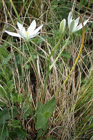 Ornithogalum pannonicum \ Pannonischer Milchstern, Schopf-Milchstern / Pannonian Star of Bethlehem, A Seewinkel, Apetlon 8.5.2022