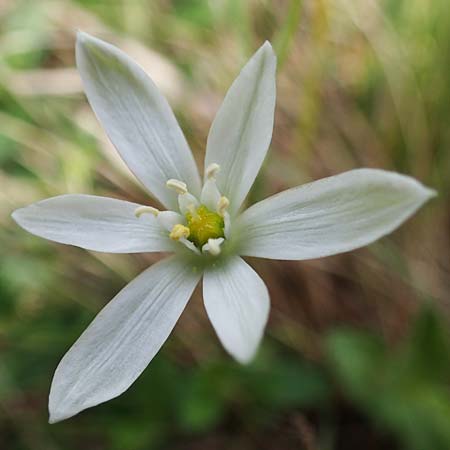 Ornithogalum pannonicum \ Pannonischer Milchstern, Schopf-Milchstern / Pannonian Star of Bethlehem, A Seewinkel, Apetlon 8.5.2022