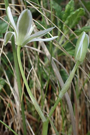 Ornithogalum pannonicum \ Pannonischer Milchstern, Schopf-Milchstern / Pannonian Star of Bethlehem, A Seewinkel, Apetlon 8.5.2022