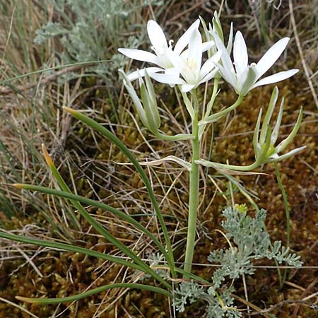 Ornithogalum pannonicum \ Pannonischer Milchstern, Schopf-Milchstern / Pannonian Star of Bethlehem, A Seewinkel, Apetlon 8.5.2022