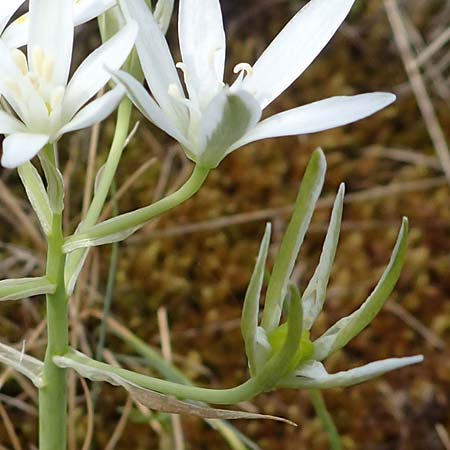 Ornithogalum pannonicum \ Pannonischer Milchstern, Schopf-Milchstern / Pannonian Star of Bethlehem, A Seewinkel, Apetlon 8.5.2022