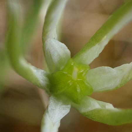 Ornithogalum pannonicum \ Pannonischer Milchstern, Schopf-Milchstern / Pannonian Star of Bethlehem, A Seewinkel, Apetlon 8.5.2022
