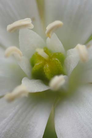Ornithogalum pannonicum \ Pannonischer Milchstern, Schopf-Milchstern / Pannonian Star of Bethlehem, A Seewinkel, Apetlon 8.5.2022