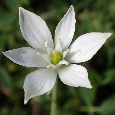 Ornithogalum pannonicum \ Pannonischer Milchstern, Schopf-Milchstern / Pannonian Star of Bethlehem, A Seewinkel, Podersdorf 9.5.2022