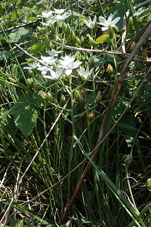 Ornithogalum pannonicum \ Pannonischer Milchstern, Schopf-Milchstern / Pannonian Star of Bethlehem, A Seewinkel, Illmitz 9.5.2022