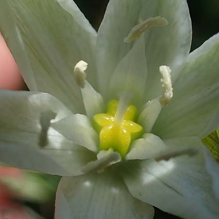 Ornithogalum pannonicum \ Pannonischer Milchstern, Schopf-Milchstern / Pannonian Star of Bethlehem, A Seewinkel, Illmitz 9.5.2022