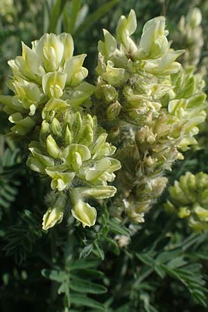 Oxytropis pilosa, Wooly Milk-Vetch
