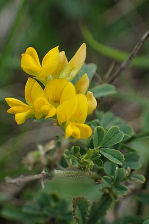 Ononis pusilla \ Zwerg-Hauhechel / Dwarf Restharrow, A Hainburg 25.9.2022