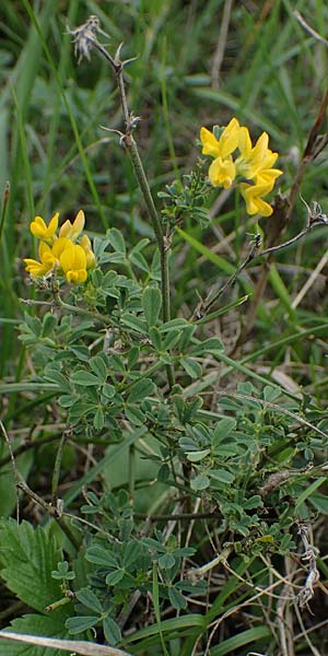Ononis pusilla \ Zwerg-Hauhechel / Dwarf Restharrow, A Hainburg 25.9.2022
