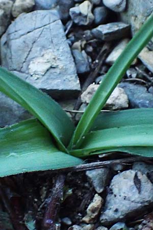 Ornithogalum pannonicum \ Pannonischer Milchstern, Schopf-Milchstern / Pannonian Star of Bethlehem, A Hainburg 2.4.2023
