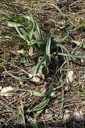 Ornithogalum pannonicum \ Pannonischer Milchstern, Schopf-Milchstern / Pannonian Star of Bethlehem, A Hainburg 3.4.2023