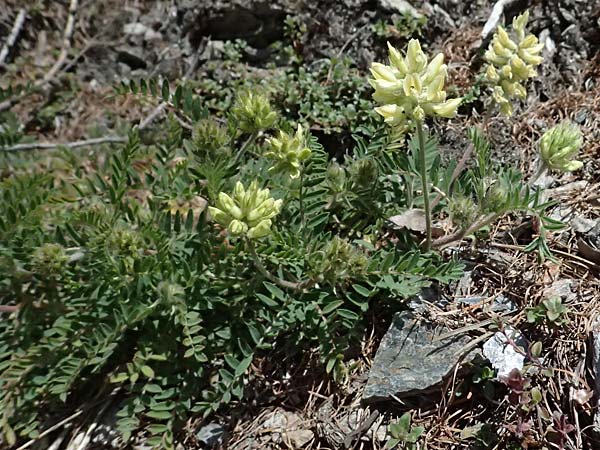 Oxytropis pilosa \ Zottige Fahnenwicke, Steppen-Spitzkiel / Wooly Milk-Vetch, A Osttirol, Matrei 14.5.2025