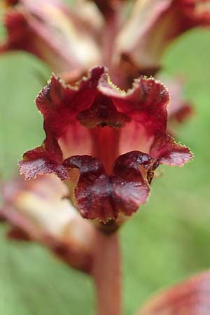 Orobanche gracilis \ Blutrote Sommerwurz / Slender Broomrape, A Ternitz 2.7.2020